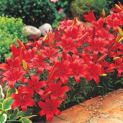 white carpet border lily Red Carpet Border Lily Blooms Species Growing Bonsai Bulbs Roots Rhizomes Corms Tubers Potted Planting Reblooming Fragrant Garden Flower Seeds Plant