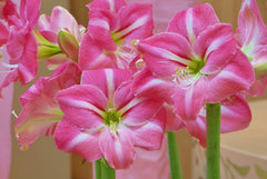 Best Sell Summertime Amaryllis Hippeastrum Blooms Species Growing Bonsai Bulbs Roots Rhizomes Corms Tubers Potted Planting Reblooming Fragrant Garden Flower Seeds Plant  Size 12-16cm - Seedsplant