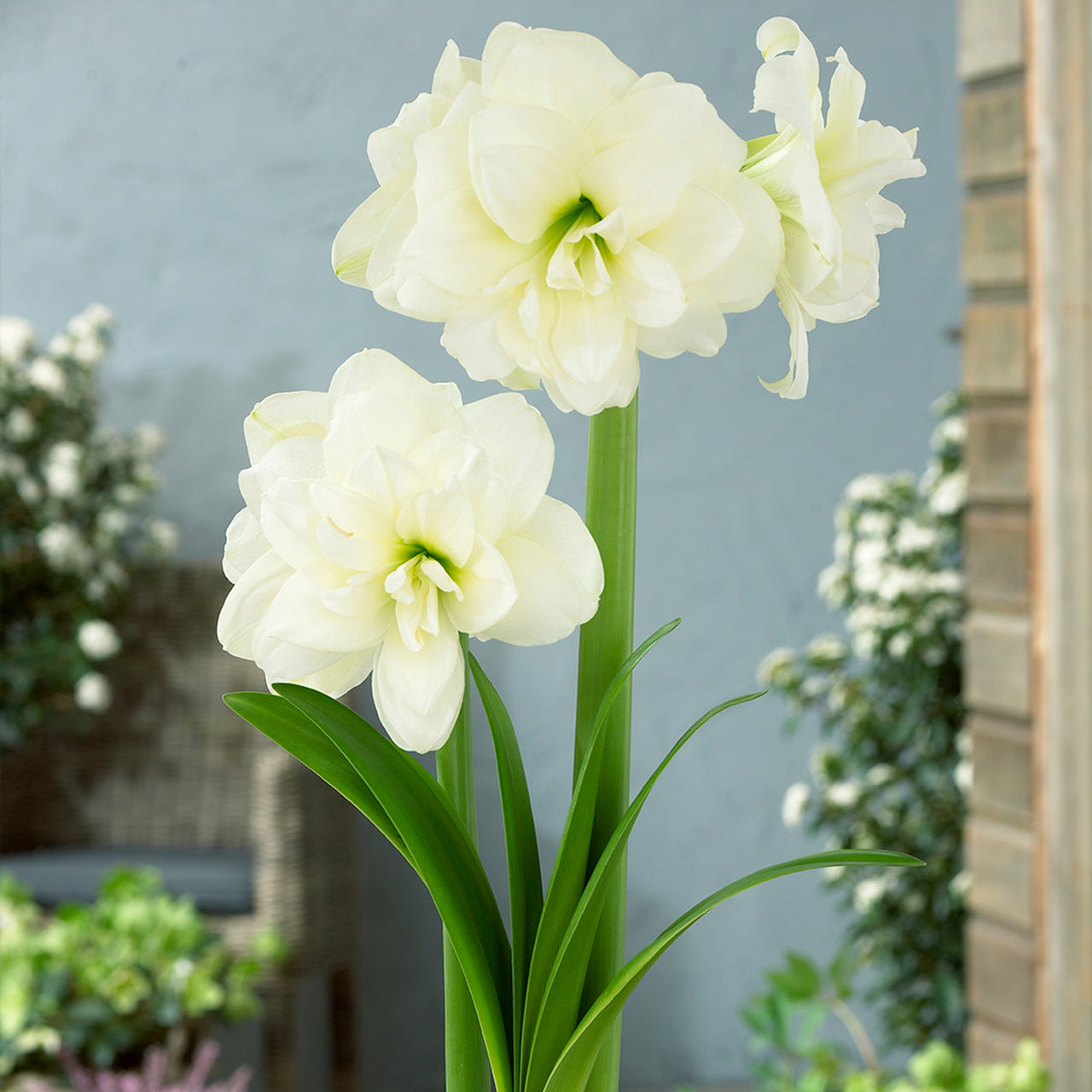 Alfresco Amaryllis Hippeastrum Blooms Species Growing Bonsai Bulbs Roots Rhizomes Corms Tubers Potted Planting Reblooming Fragrant Garden Flower Seeds Plant  Size 12-16cm