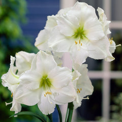 White Amaryllis Hippeastrum Blooms Species Growing Bonsai Bulbs Roots Rhizomes Corms Tubers Potted Planting Reblooming Fragrant Garden Flower Seeds Plant  Size 12-16cm