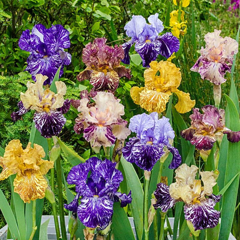 zebra flower seeds Zebra Iris Mixture Bearded Iris Species Growing Bonsai Bulbs Roots Rhizomes Corms Tubers Potted Planting Reblooming Fragrant Garden Flower Seeds Plant