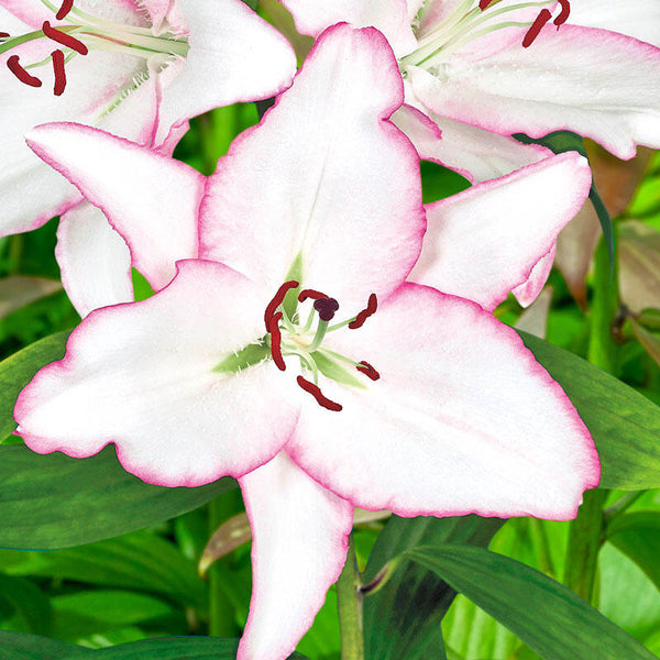 Brasillia Oriental Lily Blooms Species Growing Bonsai Bulbs Roots Rhizomes Corms Tubers Potted Planting Reblooming Fragrant Garden Flower Seeds Plant