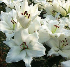 Silverside Oriental Hybrid Lily Blooms Species Growing Bonsai Bulbs Roots Rhizomes Corms Tubers Potted Planting Reblooming Fragrant Garden Flower Seeds Plant