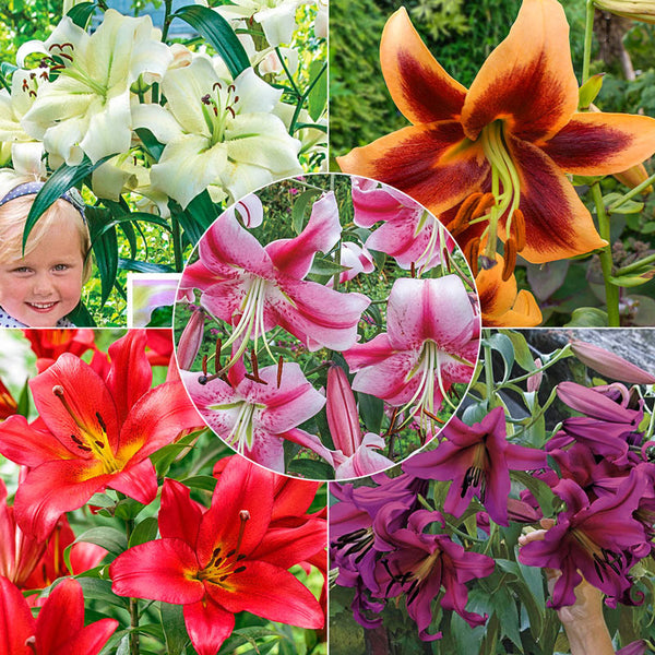 Summer Stunner Lily Tree Collection Lily Blooms Species Growing Bonsai Bulbs Roots Rhizomes Corms Tubers Potted Planting Reblooming Fragrant Garden Flower Seeds Plant