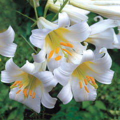 Regale Album Trumpet Lily Blooms Species Growing Bonsai Bulbs Roots Rhizomes Corms Tubers Potted Planting Reblooming Fragrant Garden Flower Seeds Plant