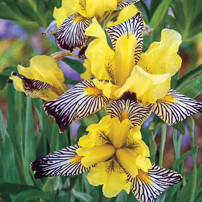 zebra flower seeds Golden Zebra Bearded Iris Species Growing Bonsai Bulbs Roots Rhizomes Corms Tubers Potted Planting Reblooming Fragrant Garden Flower Seeds Plant