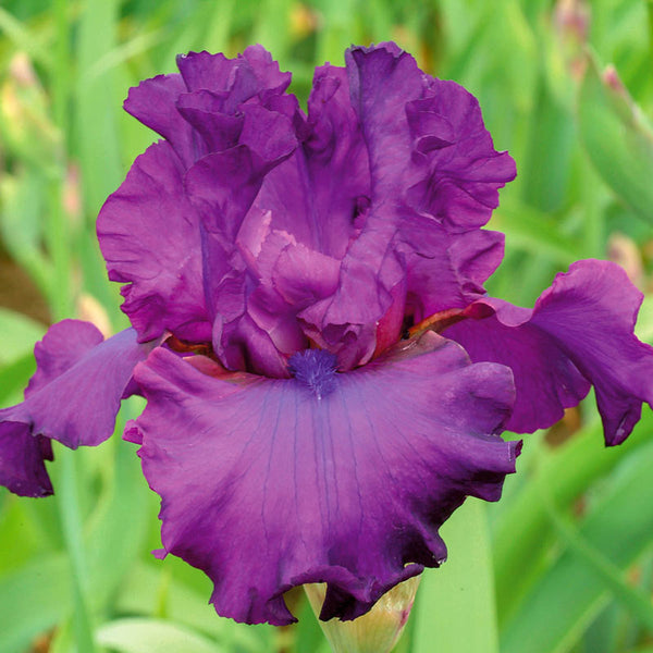 Vicar Bearded Iris Species Growing Bonsai Bulbs Roots Rhizomes Corms Tubers Potted Planting Reblooming Fragrant Garden Flower Seeds Plant