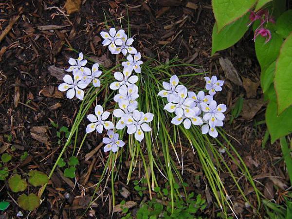 Iris henryi Baker Little Chinese Woodland Species Arrow Grassy Leaves And Light Blue Flowers Bearded Iris Species Growing Bonsai Bulbs Roots Rhizomes Corms Tubers Potted Planting Reblooming