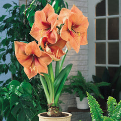 Rilona Amaryllis Hippeastrum Blooms Species Growing Bonsai Bulbs Roots Rhizomes Corms Tubers Potted Planting Reblooming Fragrant Garden Flower Seeds Plant  Size 12-16cm