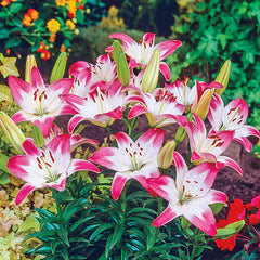 Lollypop Asiatic Lily Blooms Species Growing Bonsai Bulbs Roots Rhizomes Corms Tubers Potted Planting Reblooming Fragrant Garden Flower Seeds Plant