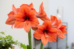 Desire Amaryllis Hippeastrum Blooms Species Growing Bonsai Bulbs Roots Rhizomes Corms Tubers Potted Planting Reblooming Fragrant Garden Flower Seeds Plant  Size 12-16cm