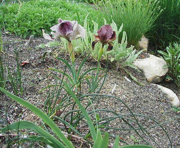Iris Sari Dark Durple Netting Iris Species Growing Bonsai Bulbs Roots Rhizomes Corms Tubers Potted Planting Reblooming Fragrant Garden Flower Seeds Plant
