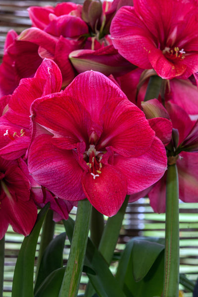 Hercules Amaryllis Hippeastrum Blooms Species Growing Bonsai Bulbs Roots Rhizomes Corms Tubers Potted Planting Reblooming Fragrant Garden Flower Seeds Plant  Size 12-16cm