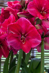 Hercules Amaryllis Hippeastrum Blooms Species Growing Bonsai Bulbs Roots Rhizomes Corms Tubers Potted Planting Reblooming Fragrant Garden Flower Seeds Plant  Size 12-16cm
