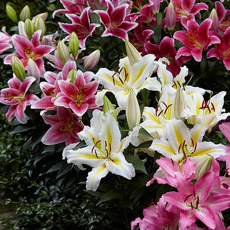 fragrance of lily flower Lily Perfume Garden Series Lily Blooms Species Growing Bonsai Bulbs Roots Rhizomes Corms Tubers Potted Planting Reblooming Fragrant Garden Flower Seeds Plant