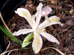 Iris Chrysophylla Howell Bearded Iris Species Growing Bonsai Bulbs Roots Rhizomes Corms Tubers Potted Planting Reblooming Fragrant Garden Flower Seeds Plant