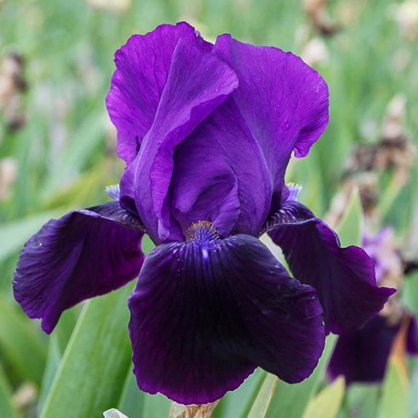 Black Swan Bearded Iris Home Potted Landscape Garden Decoration Reblooming Home Flowers Bulbs Iris Flowers