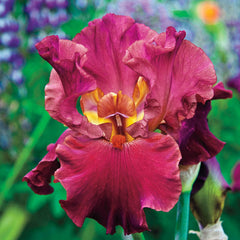 Code Red Bearded Iris Species Growing Bonsai Bulbs Roots Rhizomes Corms Tubers Potted Planting Reblooming Fragrant Garden Flower Seeds Plant