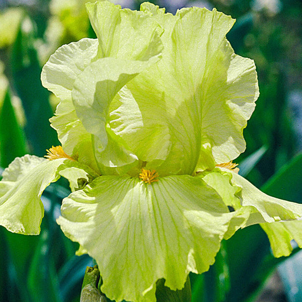 Pride of Ireland Bearded Iris Species Growing Bonsai Bulbs Roots Rhizomes Corms Tubers Potted Planting Reblooming Fragrant Garden Flower Seeds Plant