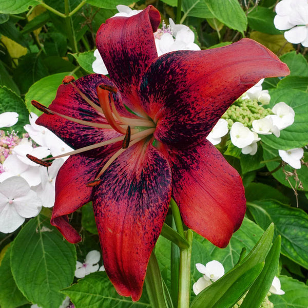 Strawberry Event Lily Blooms Species Growing Bonsai Bulbs Roots Rhizomes Corms Tubers Potted Planting Reblooming Fragrant Garden Flower Seeds Plant
