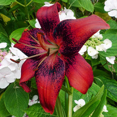 Strawberry Event Lily Blooms Species Growing Bonsai Bulbs Roots Rhizomes Corms Tubers Potted Planting Reblooming Fragrant Garden Flower Seeds Plant