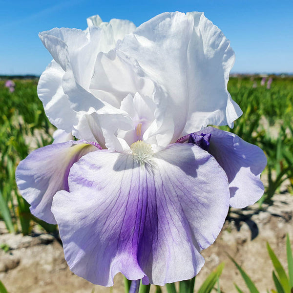 Latest Style Reblooming Bearded Iris Pretty Bearded Iris Reblooming ...