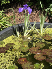Iris Laevigata This Species From Eastern Asia Often Aquatic Bearded Iris Species Growing Bonsai Bulbs Roots Rhizomes Corms Tubers Potted Planting Garden Flower Seeds Plant