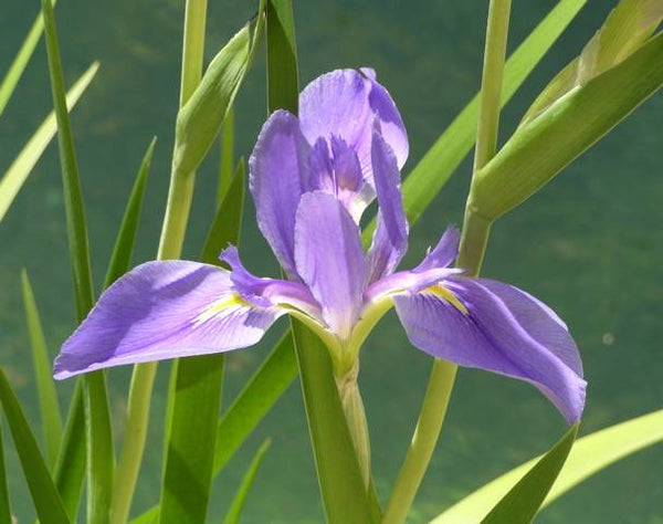 Iris Virginica Var Shrevei Growing Lady Bird Johnson Wildflower Center Bearded Iris Species Growing Bonsai Bulbs Roots Rhizomes Corms Tubers Potted Garden Flower Seeds Plant