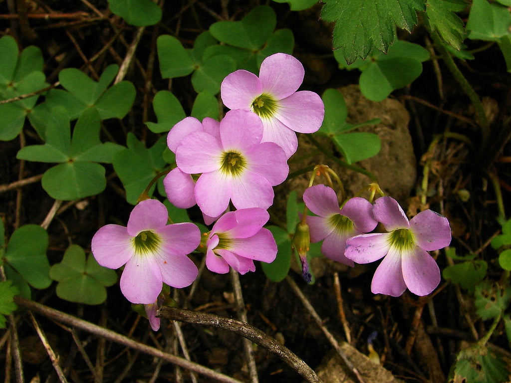 shamrock plant seeds Violaccea Ilona Loser Oxalis Bulbs Wood Sorrel Shamrock Perennial Growing Bonsai Roots Rhizomes Corms Tubers Potted Planting Reblooming Fragrant Garden Species Blooms Flower Seeds Plant Gardening