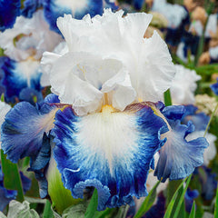 Alsea Falls Bearded Iris Species Growing Bonsai Bulbs Roots Rhizomes Corms Tubers Potted Planting Reblooming Fragrant Garden Flower Seeds Plant