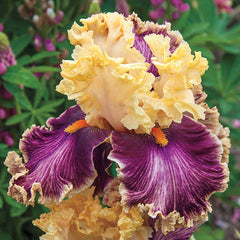 Decadence Bearded Iris Species Growing Bonsai Bulbs Roots Rhizomes Corms Tubers Potted Planting Reblooming Fragrant Garden Flower Seeds Plant