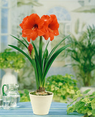 Orange Sovereign Amaryllis Hippeastrum Blooms Species Growing Bonsai Bulbs Roots Rhizomes Corms Tubers Potted Planting Reblooming Fragrant Garden Flower Seeds Plant  Size 12-16cm