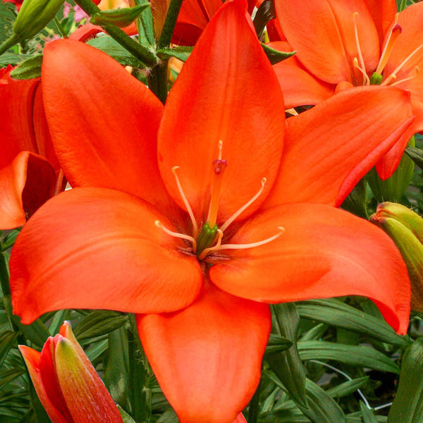 Easy Love Lily Blooms Species Growing Bonsai Bulbs Roots Rhizomes Corms Tubers Potted Planting Reblooming Fragrant Garden Flower Seeds Plant