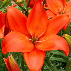 Easy Love Lily Blooms Species Growing Bonsai Bulbs Roots Rhizomes Corms Tubers Potted Planting Reblooming Fragrant Garden Flower Seeds Plant