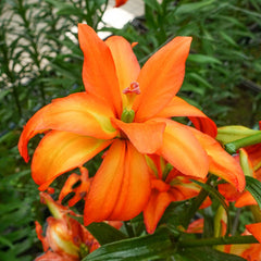 Eagle Eye Double Lily Blooms Species Growing Bonsai Bulbs Roots Rhizomes Corms Tubers Potted Planting Reblooming Fragrant Garden Flower Seeds Plant