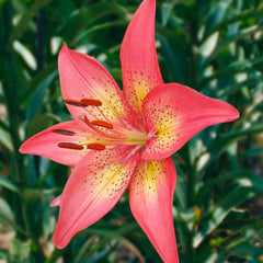 Trogon Lily Blooms Species Growing Bonsai Bulbs Roots Rhizomes Corms Tubers Potted Planting Reblooming Fragrant Garden Flower Seeds Plant