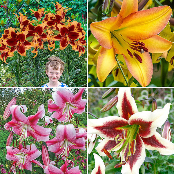Glory of Summer Lily Tree Collection Lily Blooms Species Growing Bonsai Bulbs Roots Rhizomes Corms Tubers Potted Planting Reblooming Fragrant Garden Flower Seeds Plant