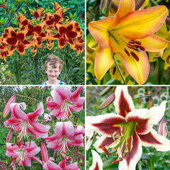 Glory of Summer Lily Tree Collection Lily Blooms Species Growing Bonsai Bulbs Roots Rhizomes Corms Tubers Potted Planting Reblooming Fragrant Garden Flower Seeds Plant