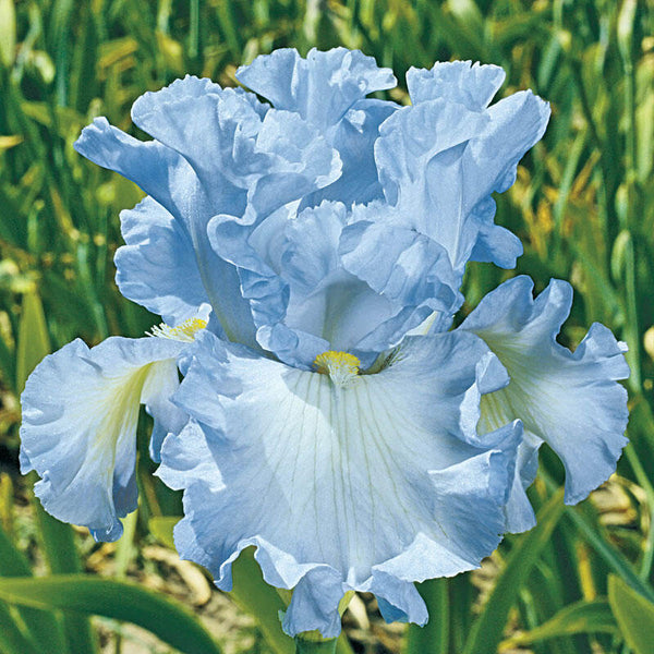 Absolute Treasure Tall Bearded Iris Species Growing Bonsai Bulbs Roots Rhizomes Corms Tubers Potted Planting Reblooming Fragrant Garden Flower Seeds Plant