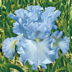 Absolute Treasure Tall Bearded Iris Species Growing Bonsai Bulbs Roots Rhizomes Corms Tubers Potted Planting Reblooming Fragrant Garden Flower Seeds Plant