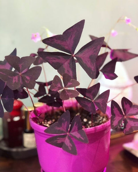 Purple Oxalis Bulbs Wood Sorrel Shamrock Perennial Growing Bonsai Roots Rhizomes Corms Tubers Potted Planting Reblooming Fragrant Garden Species Blooms Flower Seeds Plant Gardening