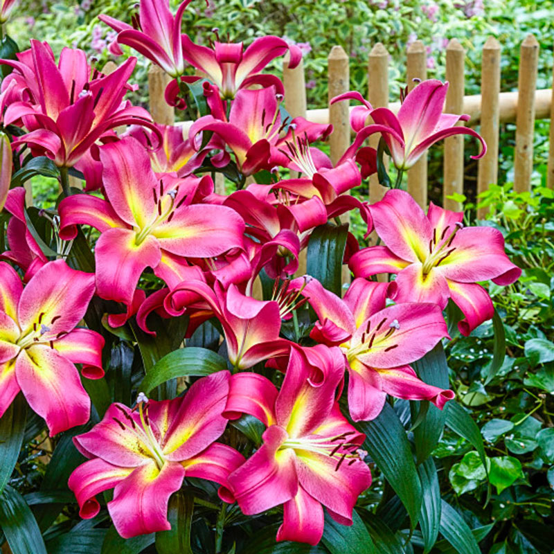 giant tree flower lily Empoli Lily Tree Lily Blooms Species Growing Bonsai Bulbs Roots Rhizomes Corms Tubers Potted Planting Reblooming Fragrant Garden Flower Seeds Plant
