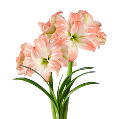 Giant Amadeus Amaryllis Hippeastrum Blooms Species Growing Bonsai Bulbs Roots Rhizomes Corms Tubers Potted Planting Reblooming Fragrant Garden Flower Seeds Plant  Size 12-16cm