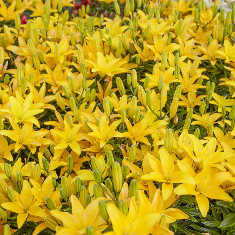 asiatic lily sun Easy Sun Lily Blooms Species Growing Bonsai Bulbs Roots Rhizomes Corms Tubers Potted Planting Reblooming Fragrant Garden Flower Seeds Plant