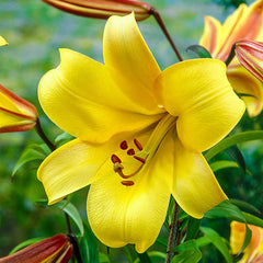 Yellow Planet Trumpet Lily Blooms Species Growing Bonsai Bulbs Roots Rhizomes Corms Tubers Potted Planting Reblooming Fragrant Garden Flower Seeds Plant - Seedsplant