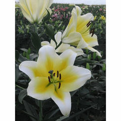 Alusta Orienpet Hybrid Lily Blooms Species Growing Bonsai Bulbs Roots Rhizomes Corms Tubers Potted Planting Reblooming Fragrant Garden Flower Seeds Plant