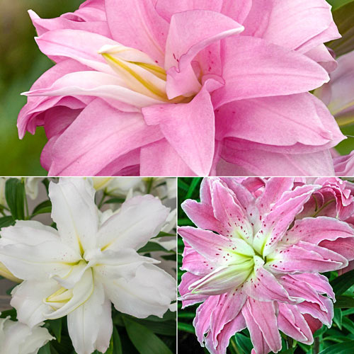 free flower seeds and bulbs by mail Lotus Lily Trio Pollen-Free Lilies Lily Blooms Species Growing Bonsai Bulbs Roots Rhizomes Corms Tubers Potted Planting Reblooming Fragrant Garden Flower Seeds Plant