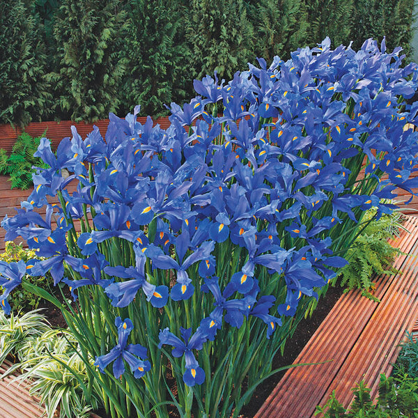 Discovery Dutch Iris Bulbs Iris Species Growing Bonsai Bulbs Roots Rhizomes Corms Tubers Potted Planting Reblooming Fragrant Garden Flower Seeds Plant