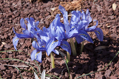 Iris Histrioides Angel Tears Bearded Iris Species Growing Bonsai Bulbs Roots Rhizomes Corms Tubers Potted Planting Reblooming Fragrant Garden Flower Seeds Plant