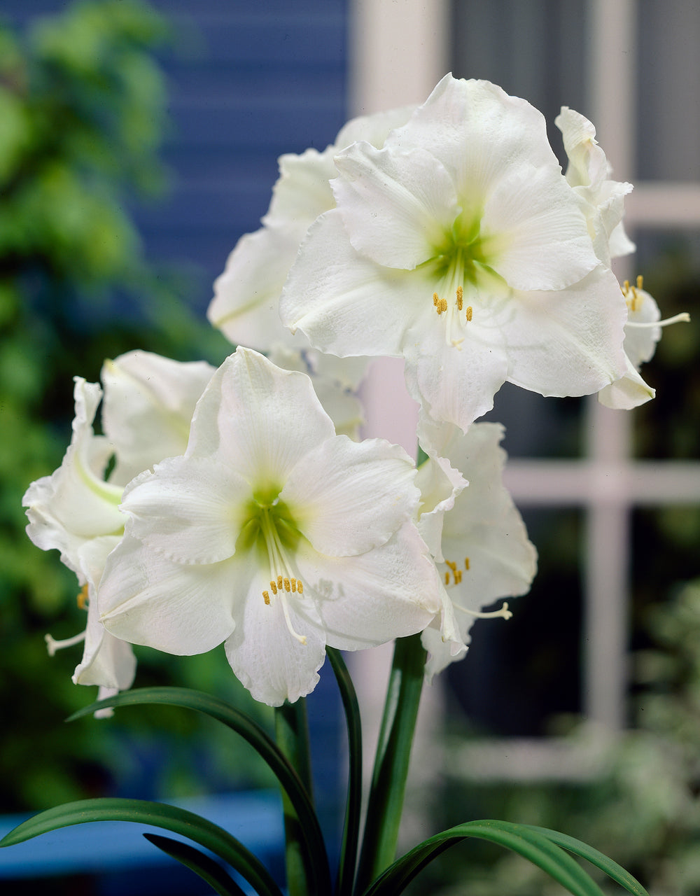 lily white snow Striking White Snow Amaryllis Hippeastrum Blooms Species Growing Bonsai Bulbs Roots Rhizomes Corms Tubers Potted Planting Reblooming Fragrant Garden Flower Seeds Plant Size 12-16cm